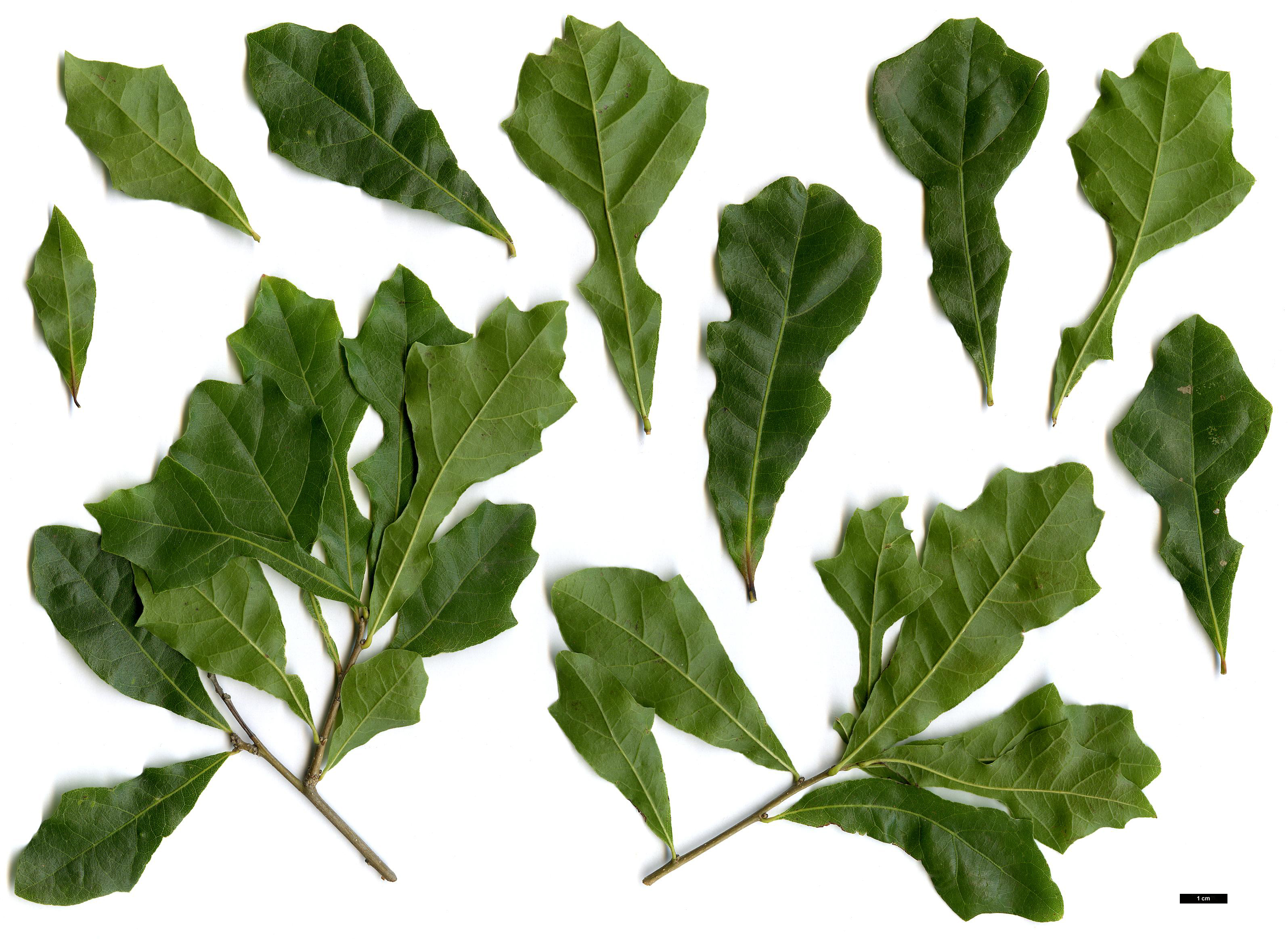High resolution image: Family: Fagaceae - Genus: Quercus - Taxon: sinuata - SpeciesSub: var. breviloba